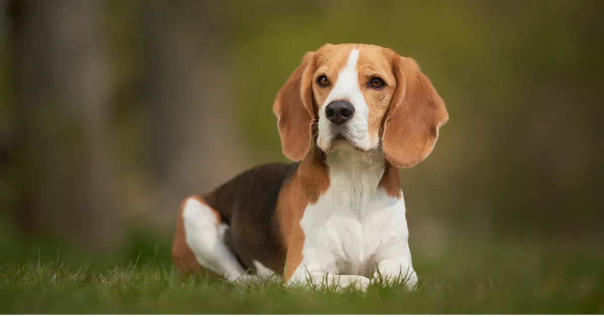 Zehn Hunderassen, die starke emotionale Bindungen zu Menschen eingehen