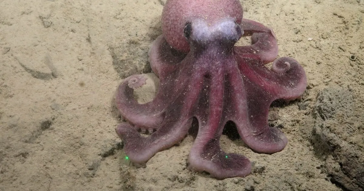 Neue Tiefsee-Oktopusart im Pazifik entdeckt